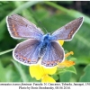 polyommatus icarus fominae female